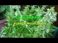 Plantas Curativas Albahaca