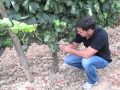 Taxonomia De 15 Arboles Frutales