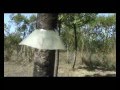 Arboles Frutales Informacion