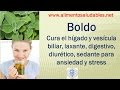 Plantas Curativas Boldo