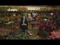 Plantas Ornamentales Flores