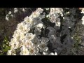 Arbustos Ornamentales Con Flores Blancas