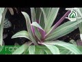 Nombres De Plantas Ornamentales Para Jardin