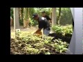 Viveros De Arboles Frutales En Costa Rica