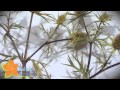 Plantas Curativas Para El Riñon