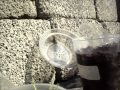 Plantas Carnivoras Dionaea Red Dragon