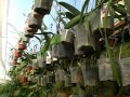 Viveros De Plantas Ornamentales En Puerto Rico