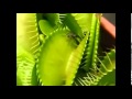 Tiendas Online De Plantas Carnivoras