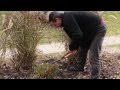 Plantas Ornamentales Gramineas