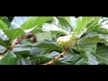 Arboles Frutales Wikipedia