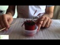 Plantas Carnivoras Cuidados Drosera