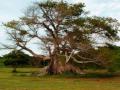 Arboles Frutales Puerto Rico