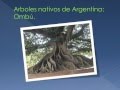 Arbustos Ornamentales De Misiones