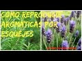 Arbustos Ornamentales Aromaticos