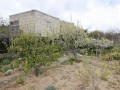 Arboles Frutales Tenerife