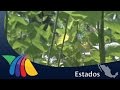 Plantas Ornamentales Veracruz