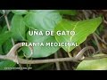 Plantas Curativas Y Sus Propiedades