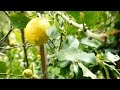 Arboles Frutales Limones