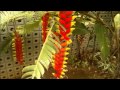 Arbustos Ornamentales En Costa Rica