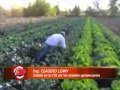 Trabajos De Investigacion Sobre Huertos Familiares