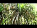 La Biblia De Las Plantas Medicinales Y Curativas