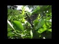 Arboles Frutales Hoja Perenne
