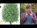 Plantas Curativas Chilenas