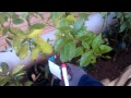 Venta Arboles Frutales Baratos