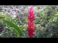 Arbustos Ornamentales En Costa Rica