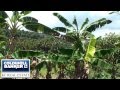 Venta Arboles Frutales Tropicales