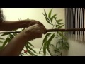Plantas Ornamentales Artificiales En Monterrey