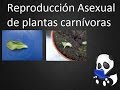 Reproduccion Asexual De Plantas Carnivoras