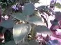 Plantas Curativas Boldo