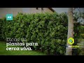 Arbustos Ornamentales Verdes