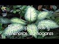 Arbustos Ornamentales Plantas