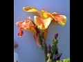 Plantas Curativas Cicatrizantes