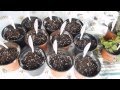 Plantas Ornamentales Aromaticas