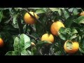 Arboles Frutales Naranja
