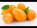 Arboles Frutales Kumquat