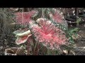 Plantas Ornamentales Bulbosas