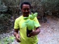 Arboles Frutales Originarios De Mexico