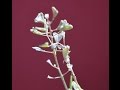 Plantas Carnivoras Y Sus Adaptaciones