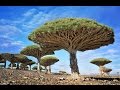 Arboles Frutales Raros