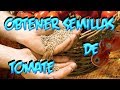 Venta De Semillas De Arboles Frutales