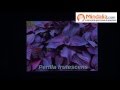Plantas Curativas Balaguer