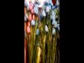 Plantas Ornamentales Artificiales Costa Rica