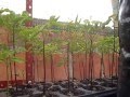Venta De Semillas De Arboles Frutales