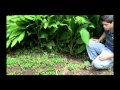Plantas Curativas Con Imagenes