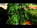 Venta De Plantas Ornamentales En Panama