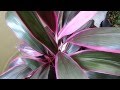 Plantas Ornamentales Hojas Rojas